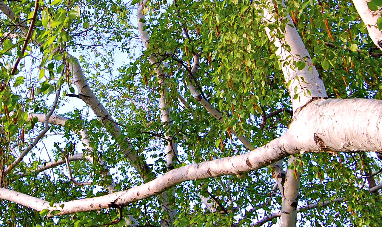 Lakewood Park Tree. Photo produced for brochure.